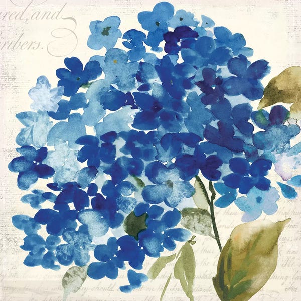 Asia Jensen: Hampton Hydrangea II by Asia Jensen