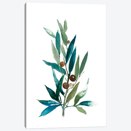 Olive Branch I Canvas Print #ASJ201} by Asia Jensen Canvas Artwork