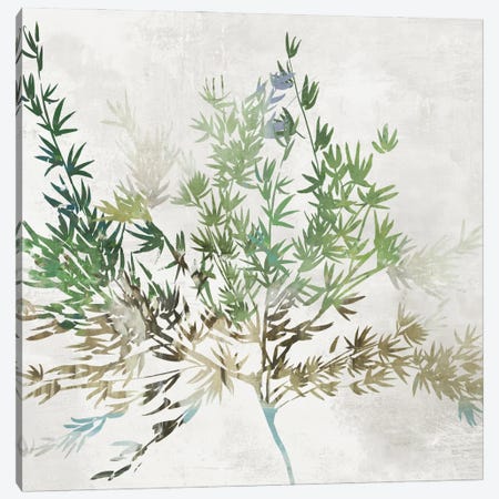 Olive Branch Canvas Print #ASJ340} by Asia Jensen Canvas Art Print
