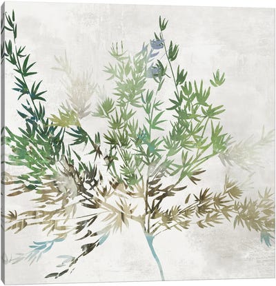 Olive Branch Canvas Art Print - Olive Tree Art