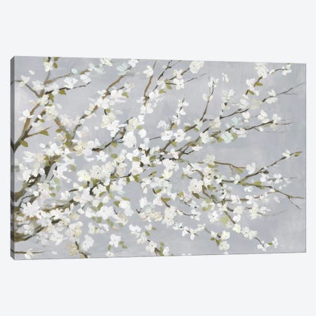 White Blossoms Canvas Print #ASJ347} by Asia Jensen Canvas Artwork