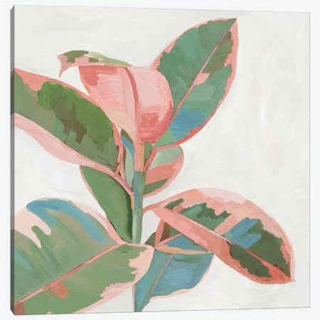 Pink Ficus I Canvas Print #ASJ471} by Asia Jensen Canvas Art Print