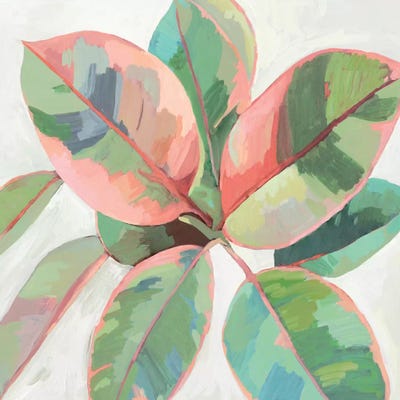 Pink Ficus II by Asia Jensen canvas print