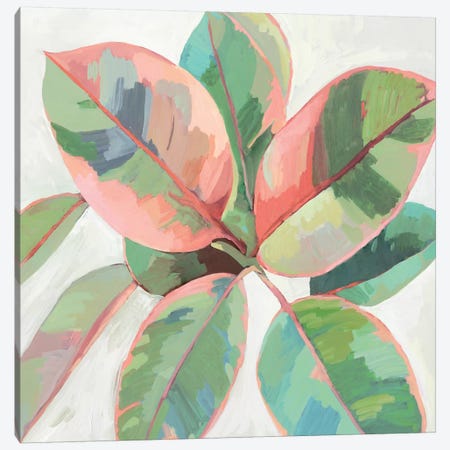 Pink Ficus II Canvas Print #ASJ472} by Asia Jensen Art Print