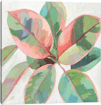 Pink Ficus II Canvas Art Print - Asia Jensen