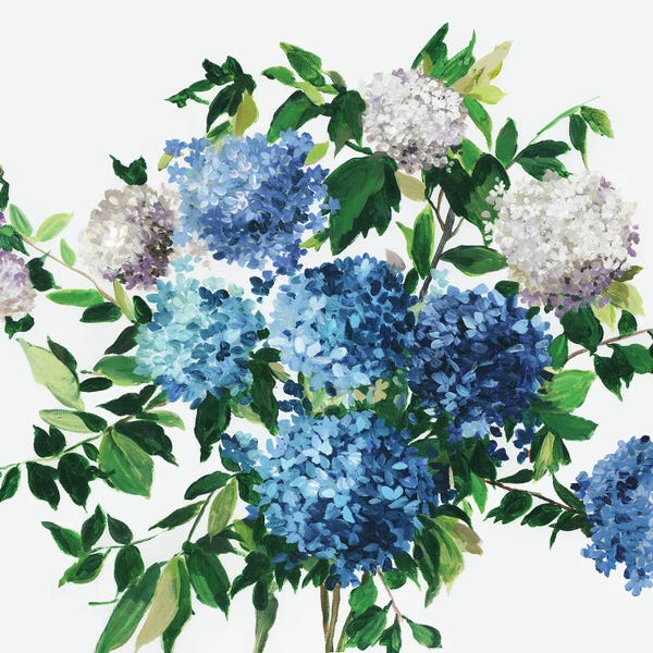 Hydrangeas: Blue Petals by Asia Jensen