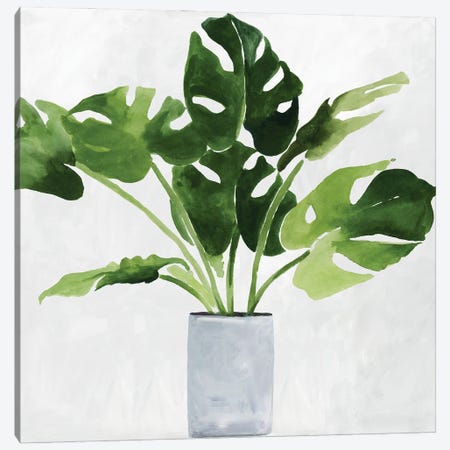 Green Plant Canvas Print #ASJ557} by Asia Jensen Canvas Art Print