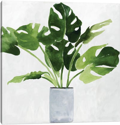 Green Plant Canvas Art Print - Monstera Art