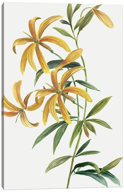 Yellow Tropical Flowers II Canvas Art Print