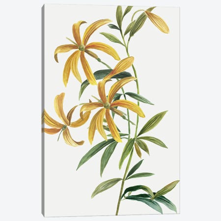 Yellow Tropical Flowers II Canvas Print #ASJ562} by Asia Jensen Art Print