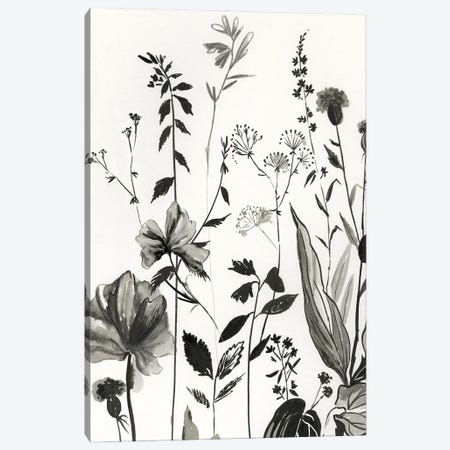 Black Botanicals I Canvas Print #ASJ582} by Asia Jensen Art Print