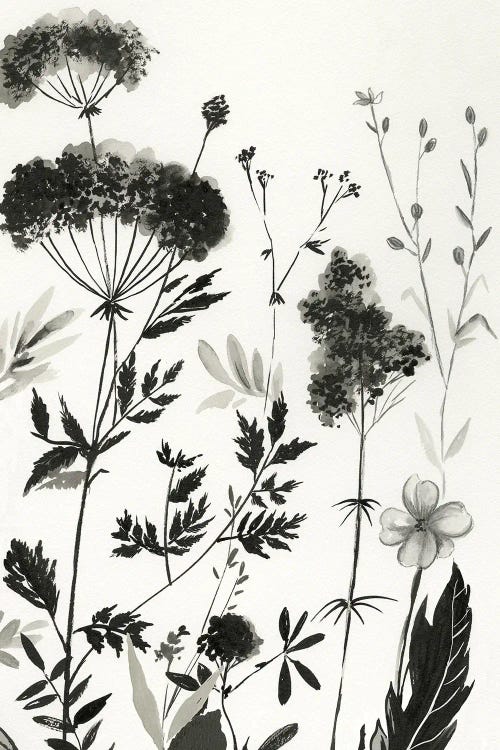 Black Botanicals II