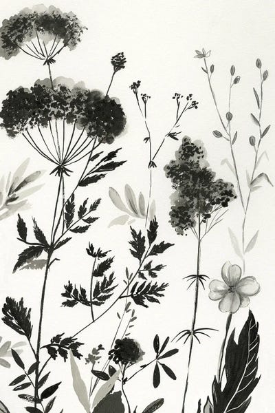 Black & White Florals: Black Botanicals II by Asia Jensen