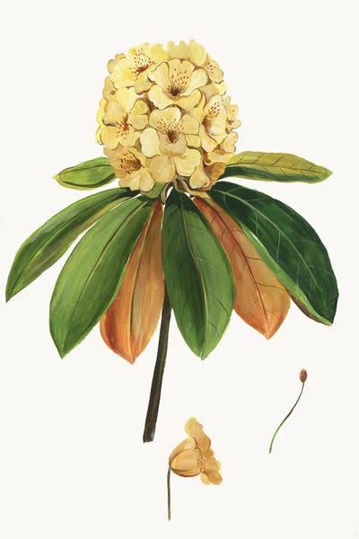 Vintage Botanical Illustrations: New Botana III by Asia Jensen