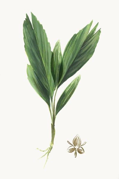 Vintage Botanical Illustrations: New Botana IV by Asia Jensen