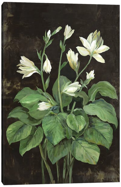 Blooming Hosta Canvas Art Print - Black, White & Green