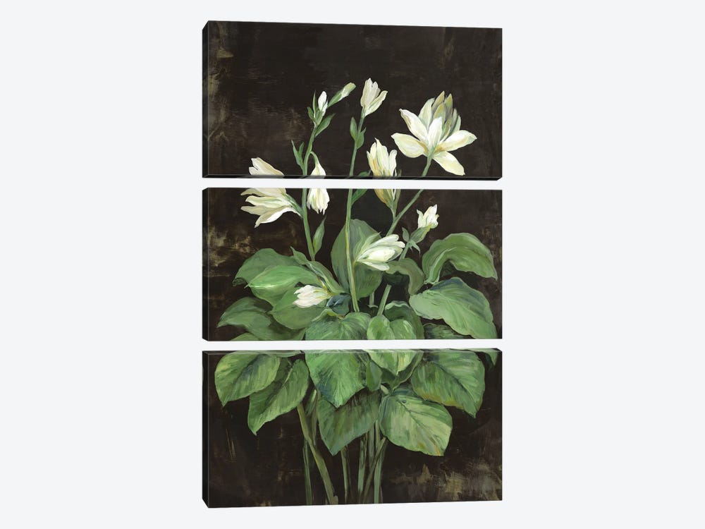 Blooming Hosta by Asia Jensen 3-piece Canvas Print