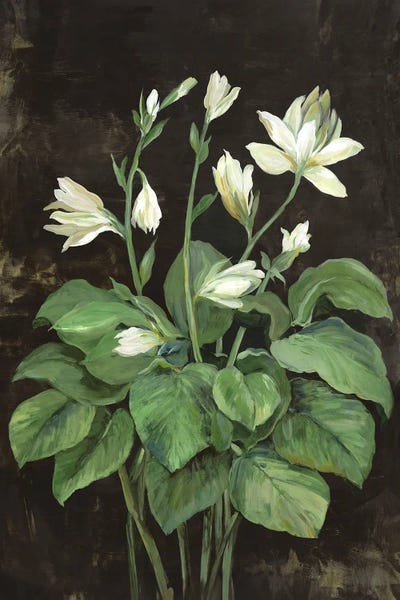 Black & White & Green: Blooming Hosta by Asia Jensen