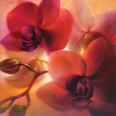 Orchids by Annette Schmucker canvas print