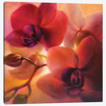 Orchids Canvas Print #ASK60} by Annette Schmucker Art Print