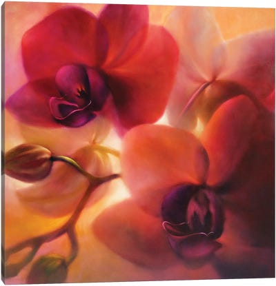 Orchids Canvas Art Print - Annette Schmucker