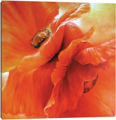 Red Poppies Canvas Art Print - Similar to Georgia O'Keeffe