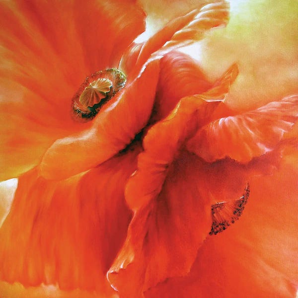 Poppies: Red Poppies by Annette Schmucker