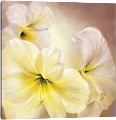 White Amaryllis Canvas Art Print - Amaryllis
