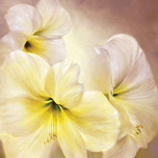 Amaryllis: White Amaryllis by Annette Schmucker