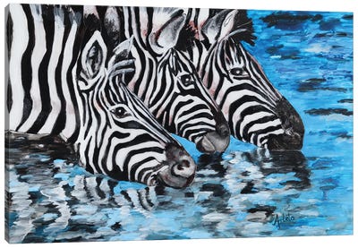 Drinking Zebra Canvas Art Print - Arleta Smolko