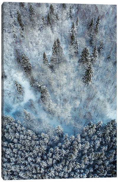 Snowy Forest Aerial Canvas Art Print