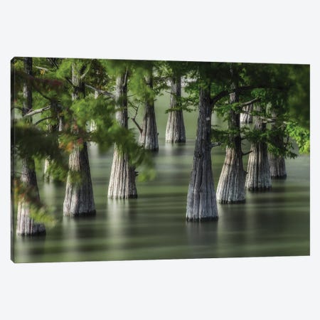 Swamp Cypress Trees Canvas Print #ASV4} by Anton Shvain Art Print