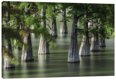 Swamp Cypress Trees Canvas Art Print - Marsh & Swamp Art