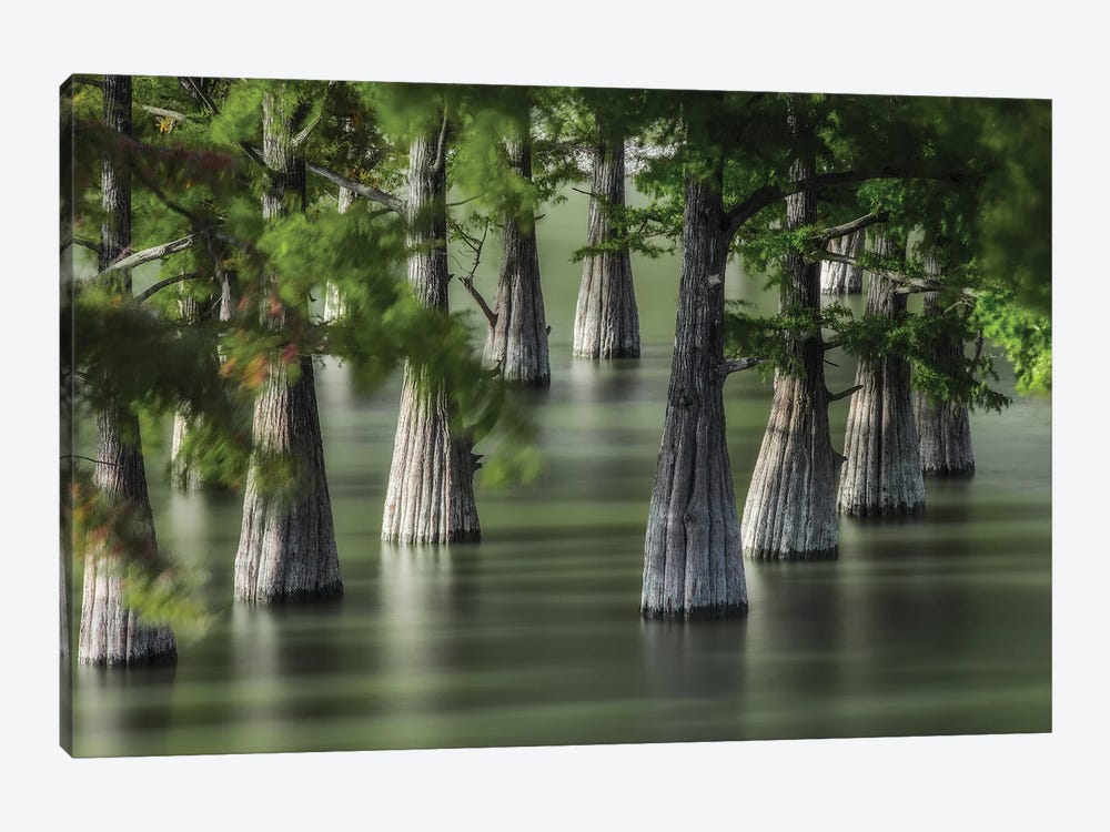 Swamp Cypress Trees by Anton Shvain 1-piece Canvas Wall Art