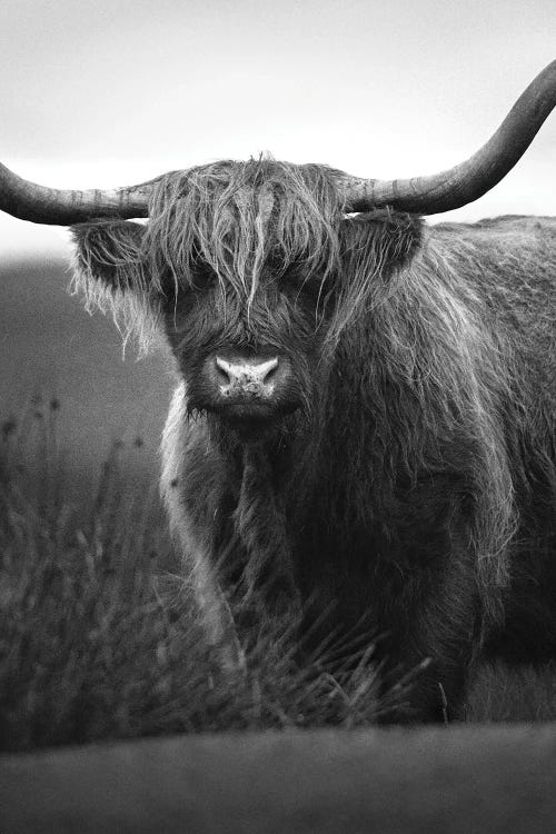 Highland Cattle