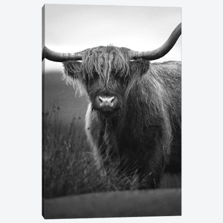 Highland Cattle Canvas Print #ASY117} by Artsy Bessy Canvas Art