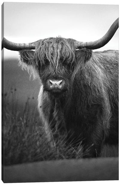 Highland Cattle Canvas Art Print - Artsy Bessy