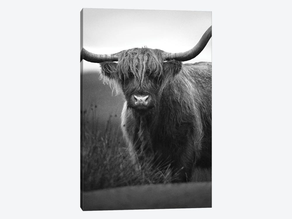 Highland Cattle by Artsy Bessy 1-piece Canvas Art