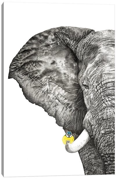 Elephant And Blue Tit Canvas Art Print - Astra Taylor-Todd