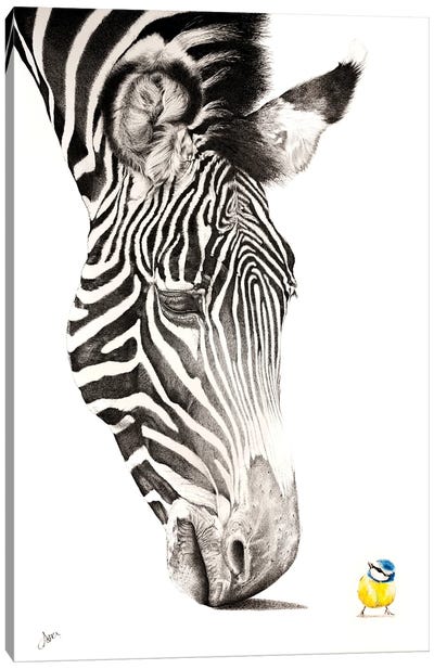 Zebra And Blue Tit Canvas Art Print - Astra Taylor-Todd