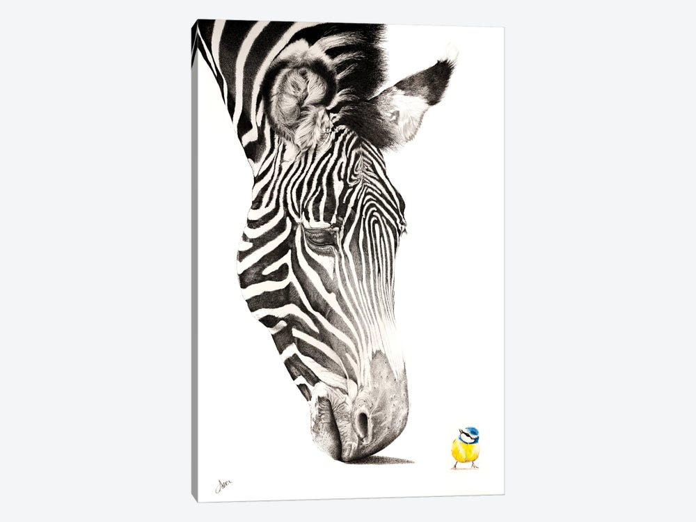 Zebra And Blue Tit by Astra Taylor-Todd 1-piece Canvas Art Print