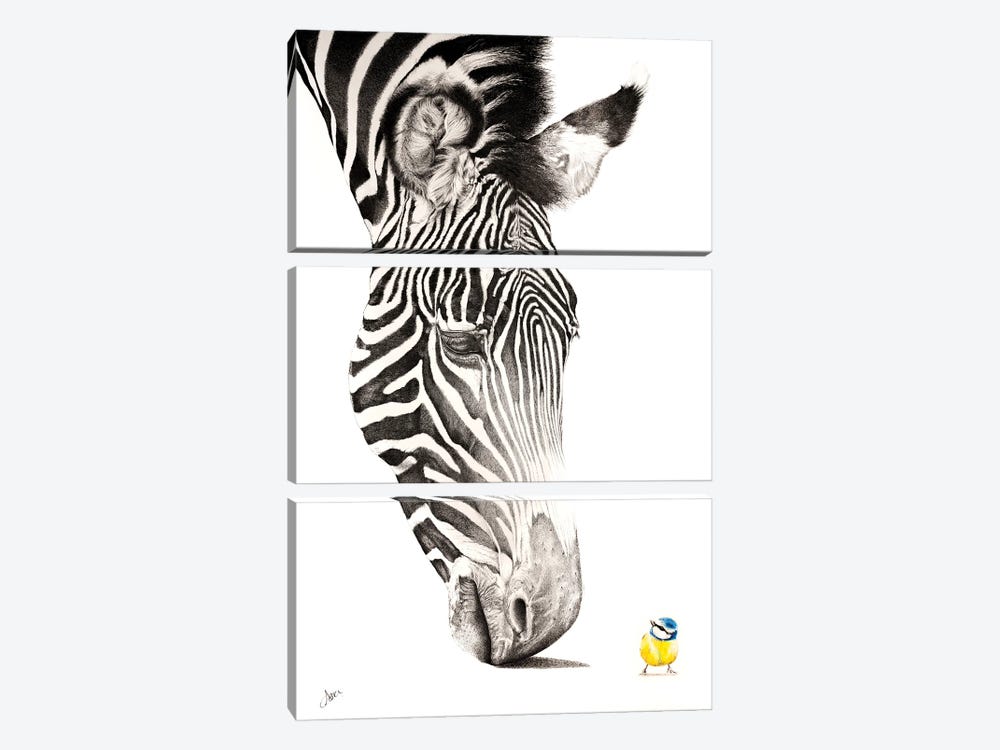 Zebra And Blue Tit by Astra Taylor-Todd 3-piece Canvas Print