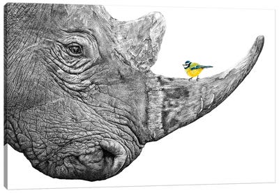 Rhino And Blue Tit Canvas Art Print - Astra Taylor-Todd