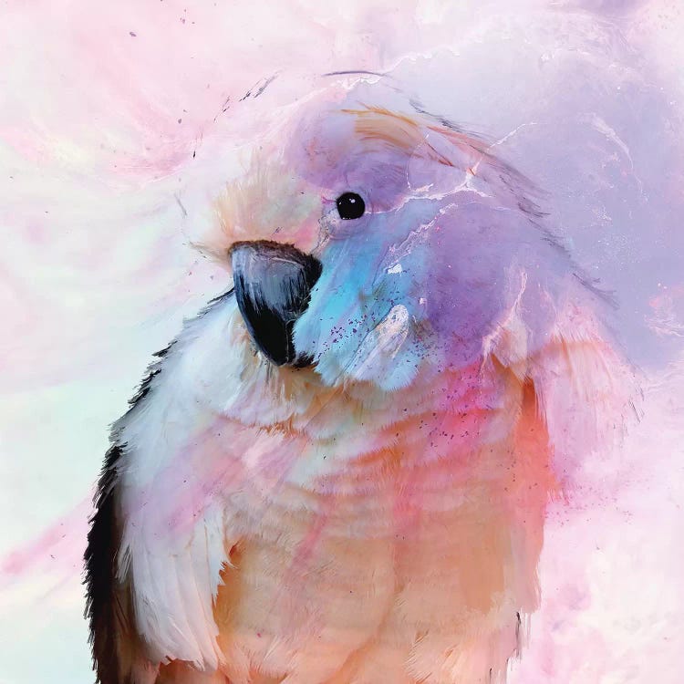 Parrot In Blush