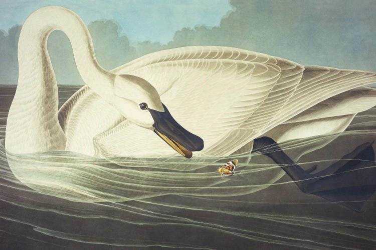 Trumpeter Swan II