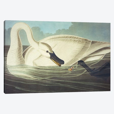 Trumpeter Swan II Canvas Print #AUD11} by John James Audubon Canvas Art Print