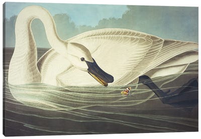 Trumpeter Swan II Canvas Art Print - Swan Art