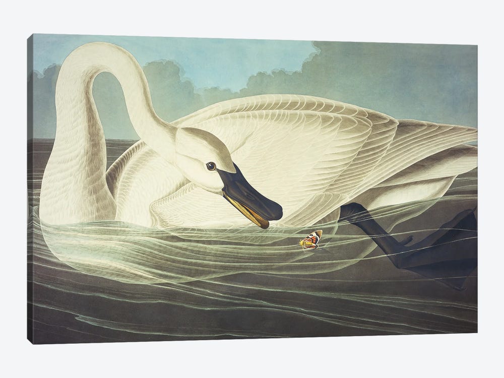 Trumpeter Swan II by John James Audubon 1-piece Art Print