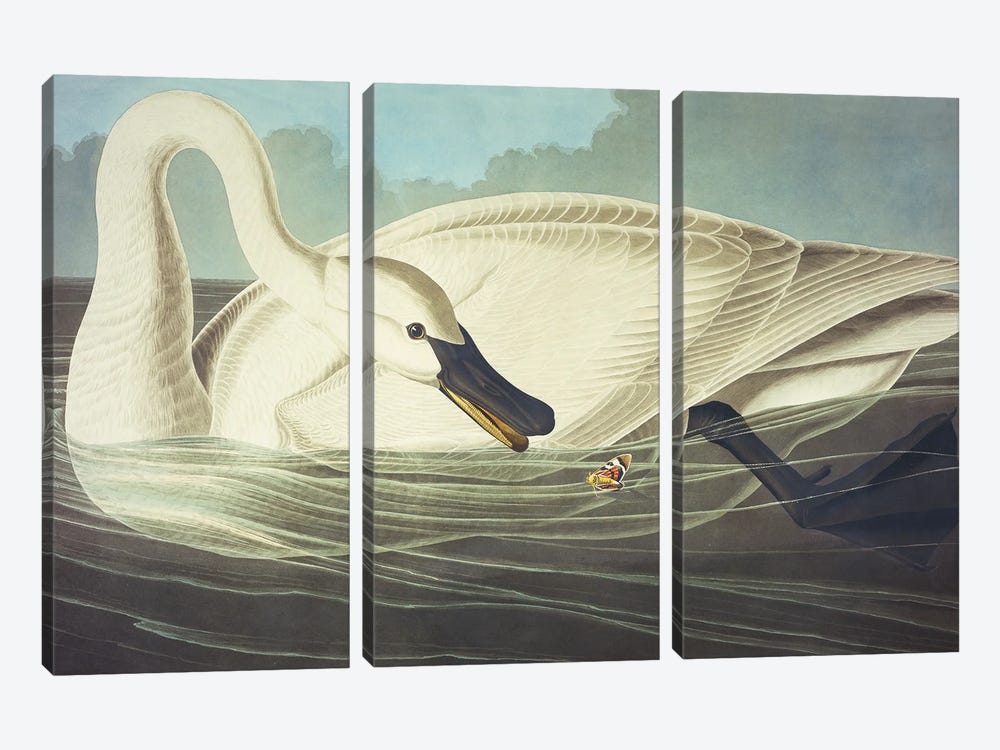 Trumpeter Swan II by John James Audubon 3-piece Canvas Print