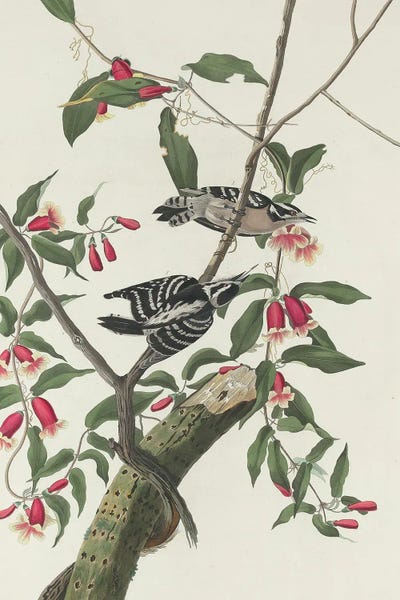 Downy Woodpecker, 1831 by John James Audubon canvas print